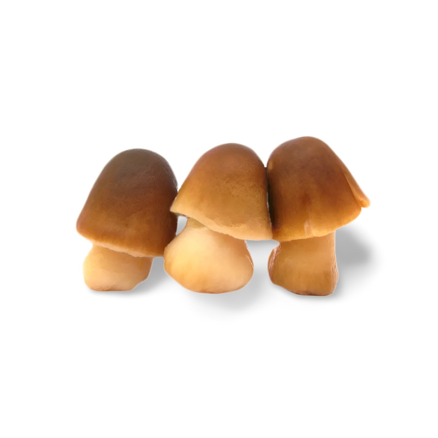 All Mushrooms